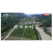 视频｜好雨知时节 常德出台扶持中药材种植基地建设政策实施细则