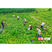 常德桃花源：“小陶家”南瓜喜获大丰收