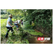 桃源三阳港镇：双抢稻田“喊渴” 干部清淤“解渴”