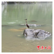 国家一级保护鸟类海南鳽现身壶瓶山