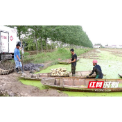 常德麻田岗村：莲藕产业为乡村振兴按下加速键