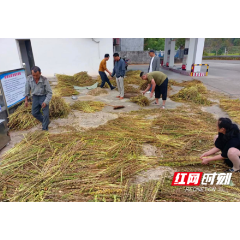 湖南桃源：“芝麻”小地迎丰收 田园“丰”景美如画