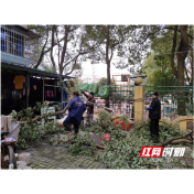 新时代文明实践耀武陵│丹阳街道紫桥社区清理树枝 “剪”除居民烦恼