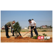 常德市第四人民医院开展春季植树活动