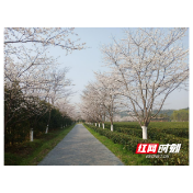 组图丨桃花源里来踏春