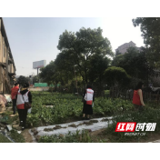 万物复苏春已至 禁种铲毒正当时  武陵区府坪街道在行动