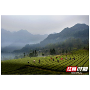 石门罗坪：“万亩茶乡”催生多元发展