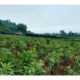 常德：好消息！中药材种植保险来了！