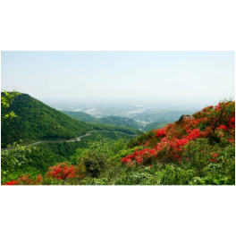 临澧太浮山杜鹃花开引客来