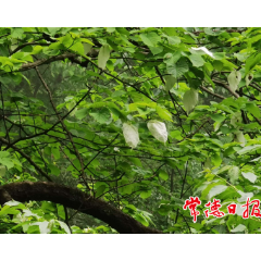 常德市新发现一处野生珍贵树种珙桐群落