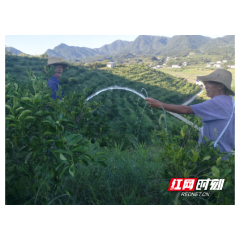 石门各级积极应对科学抗旱救灾补损