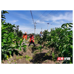 石门宝峰街道竹园塔社区：干群齐心 抗旱“润”民心