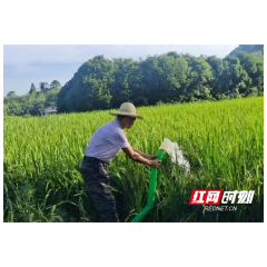 水流咕咕 秋收不忧 桃源县积极应对旱情确保粮食稳产保收