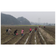 邮储银行桃源县支行：金融支持春耕备耕