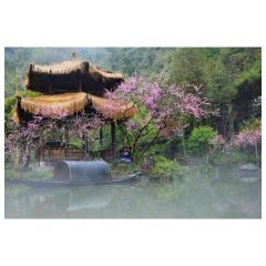 市领导调研桃花源文化旅游节筹备工作