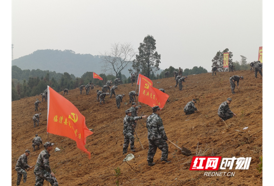 临澧县烽火乡民兵义务植树助推油茶产业发展