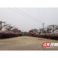 不远千里送来百年海棠，圆梦澧县彭山百县百庄