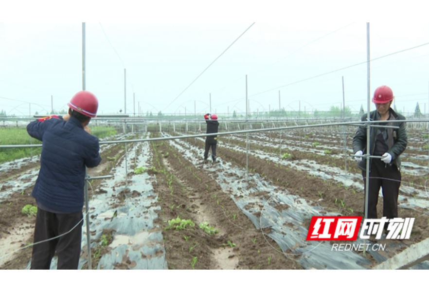 安乡县开展耕地“非粮化”专项整治联合执法行动