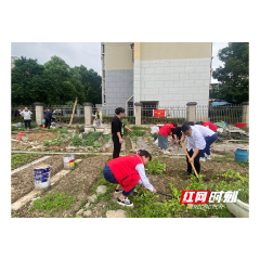 武陵区永安街道牯牛岗社区：清理小区菜地 环境提质换新颜