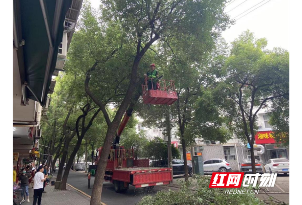 文明常德 爱在武陵|丹阳街道：柏子园社区修剪树枝消除安全隐患