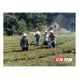 脚踏泥土绽芳华 ——记石门县罗坪乡党委副书记田祥淼