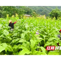 桃源县牛车河镇：“绿油油”的烤烟变致富“黄金叶”