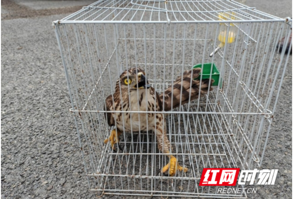 临澧县：“警林”联动 打响2024年野生动物保护“第一枪”