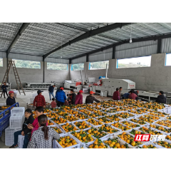 澧县码头铺镇：厚植产业沃土，擦亮和美乡色