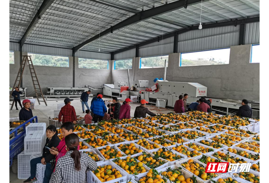 澧县码头铺镇：厚植产业沃土，擦亮和美乡色