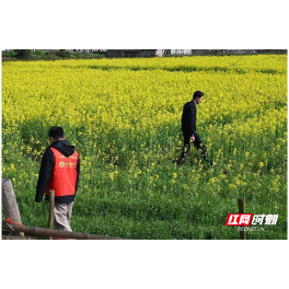 桃源县茶庵铺镇：开展春季禁种铲毒踏查行动