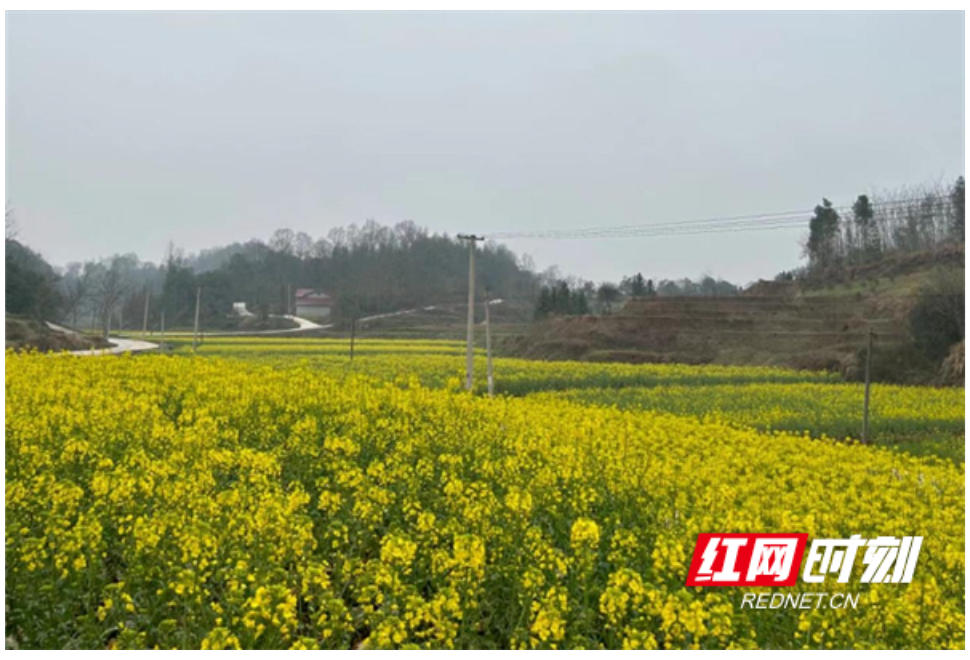 桃源佘家坪镇：万象“耕”新干劲足 田畴沃野农事忙