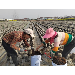 临澧合口镇陈湖村：小木耳托起乡村振兴大产业