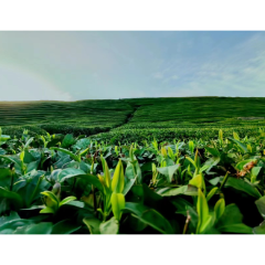 石门县：只此青绿！一片“小茶叶”撬动一项“大产业”