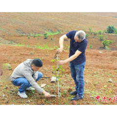 抽检合格率100%：专家组高度肯定常德造林地苗木质量