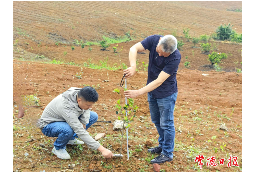 抽检合格率100%：专家组高度肯定常德造林地苗木质量