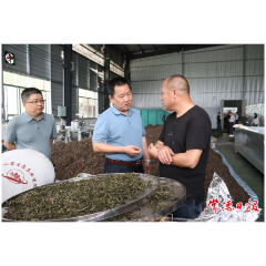 常德市领导率队到桃源县调研茶叶产业发展情况