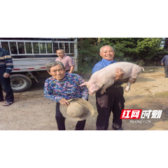 桃源佘家坪镇：您的猪仔正在派送中，请注意签收