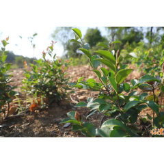 临澧：“四旁”模式种油茶 促进农民增收