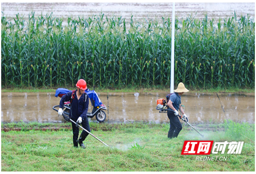 常德西湖：以“迅”应汛 全面开展大堤清基扫障