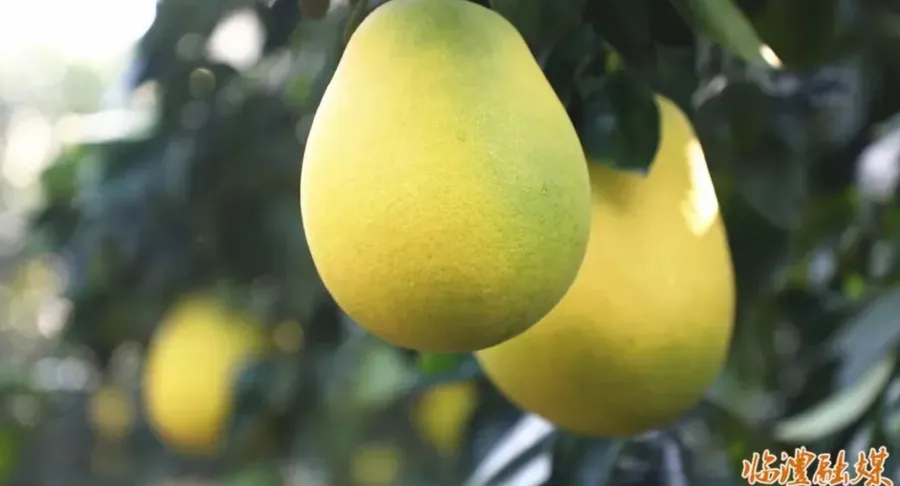 临澧四新岗镇聚力走出“庭院生金”特色路