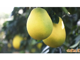 群众当家“柚”作为，产业开出“黄金果”——临澧四新岗镇聚力走出“庭院生金”特色路