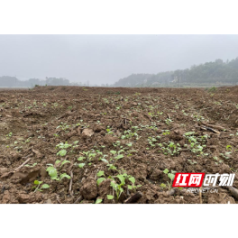 桃源浔阳街道:复耕“活”土地 暖了百姓心