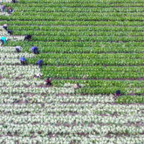 桃源木塘垸镇:产销两旺,“小荠菜”做出“大文章”