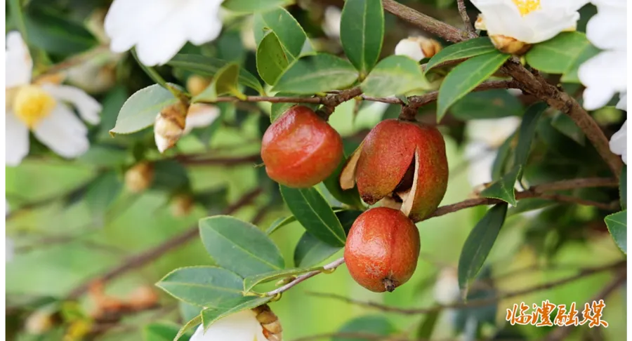 临澧：油茶丰收 林农增收