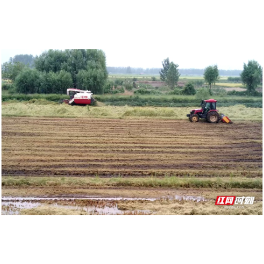 冬田油菜绿 秸秆变“金”来——安乡县三岔河镇秸秆禁烧工作绘就生态发展新图景