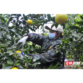 澧县码头铺镇罗坪村： 柚缀枝头生金果，产业转型兴乡村