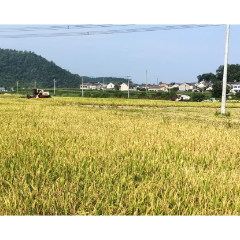 澧县码头铺镇： 早稻归仓时，秸秆“肥”田忙