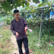 葡萄藤下致富梦：一位农人24年的坚守与创新