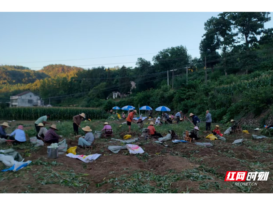 澧县码头铺镇： 小支点撬动大民生 绘就基层治理新图景