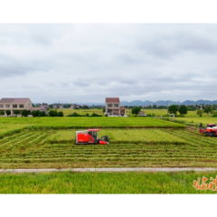 临澧:政府引导,产业“金扁担”挑起生态与经济